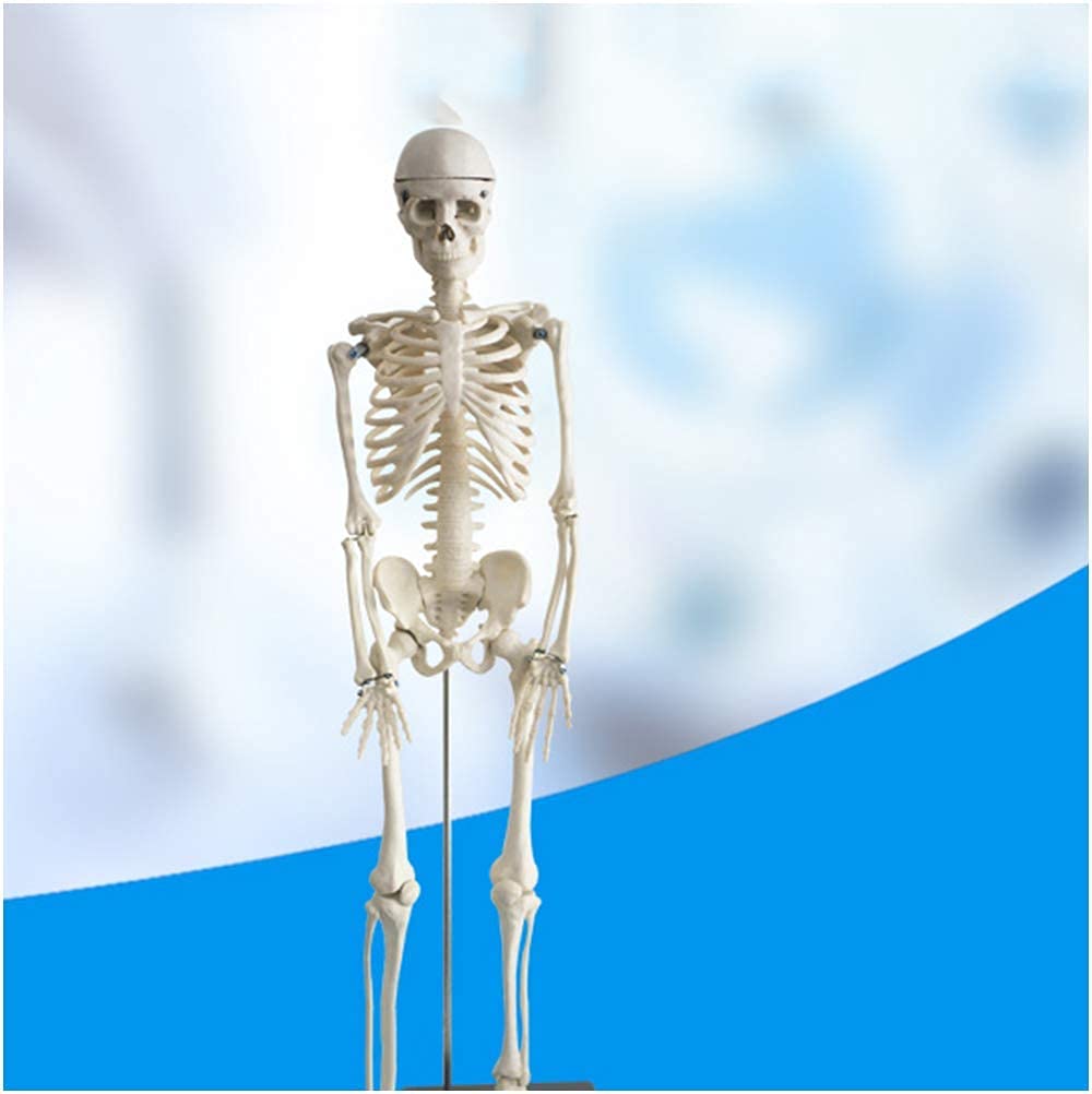 Model anatomiczny ludzki szkielet model - medyczny anatomiczny model kości ludzkiego szkieletu - materiał PCW model kości ludzkiej do nauki nauczania model medyczny model szkieletu