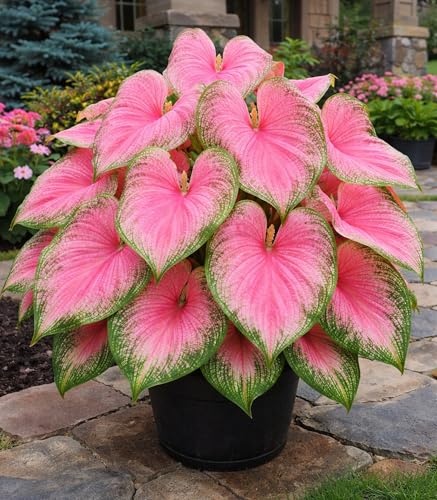 Pink Princess Caladium Bulbs for Planting – Vibrant Pink & Green Spotted Leaves, Easy-Grow Shade...