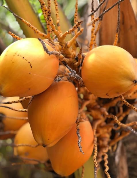 Live Dwarf Malayan Coconut Plant Yellow Coconut Tree, Cold Hardy Tree, Grow Outdoor, Large Fruit Plant 6-8 Inc Tall