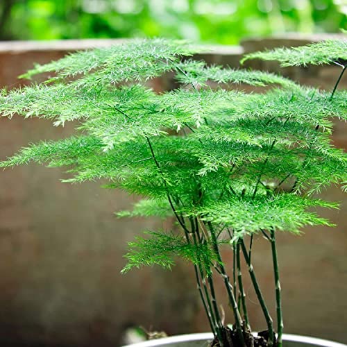 30 Pcs Asparagus Fern Seeds For Planting Bonsai Tree Seeds Indoor And Outdoor Bonsai Seed For Home Yard Garden Decor Easy To Grow #TOP1