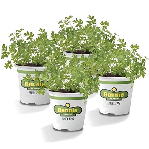 Pack de 4 Plantas de Perejil en Maceta de 10cm Naturales Perejiles Plantas para Cocinar