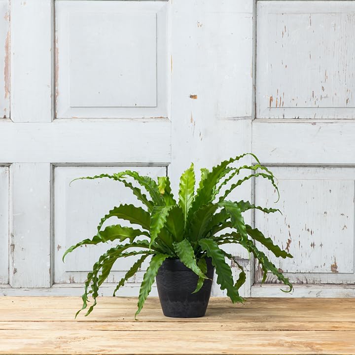 Miniatura 3 de Root & Vessel Maceta redonda Dolce, negra, 6 pulgadas