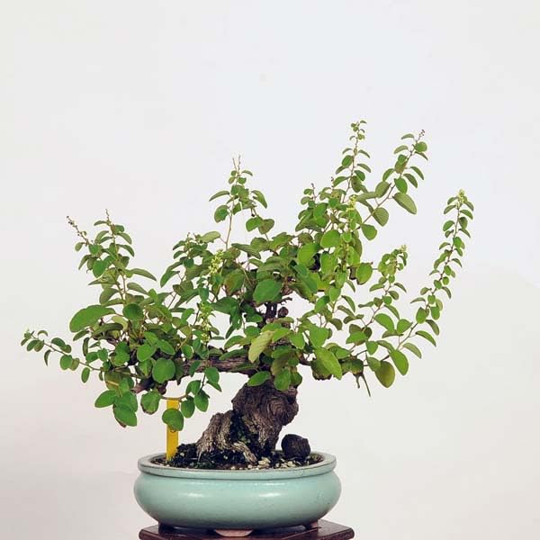 Amazon.co.jp: ＜遊恵盆栽＞盆栽：熊柳 現品*【現品をお届け】くま