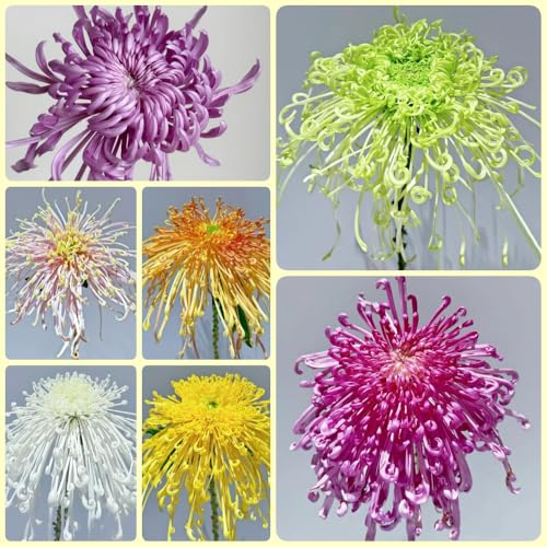 Semi di crisantemo, decorazione autunnale da giardino Le perenni sono da balcone resistenti 350pcs