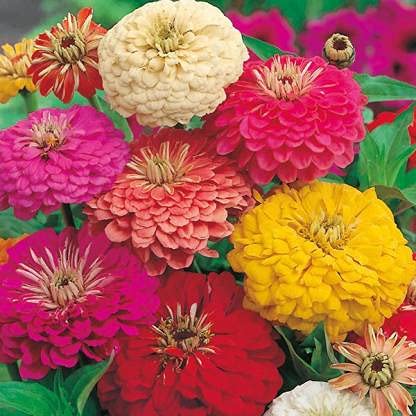 Audbhidhi Seeds | Zinnia Flower Seeds All Colours | Zinnia Mix Color Flower Seeds | Zinnia Flower Seeds Hybrid For Home Gardening pack of 50 seeds (B09DYP4VPL) Amazon Price History, Amazon Price Tracker
