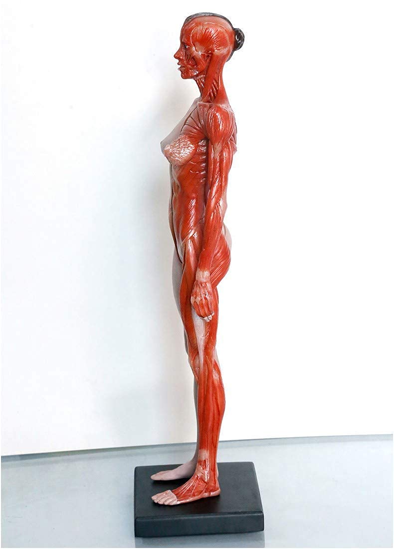 Modèle d'anatomie de la figure d'anatomie féminine - Modèle d'anatomie musculo-squelettique humaine - Modèle anatomique des muscles et des os humains - pour étude de dessin d'artiste médical