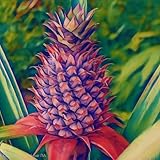 Pinaple (wild)