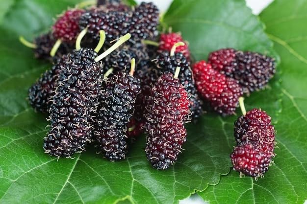 Image of Special Sweet And Healthy All Time Long Finger Taiwan Mulberry /Shahtoot Fruit (Cutting /Grafted) Live Plant,''Fruit After 4 to 6 Month''