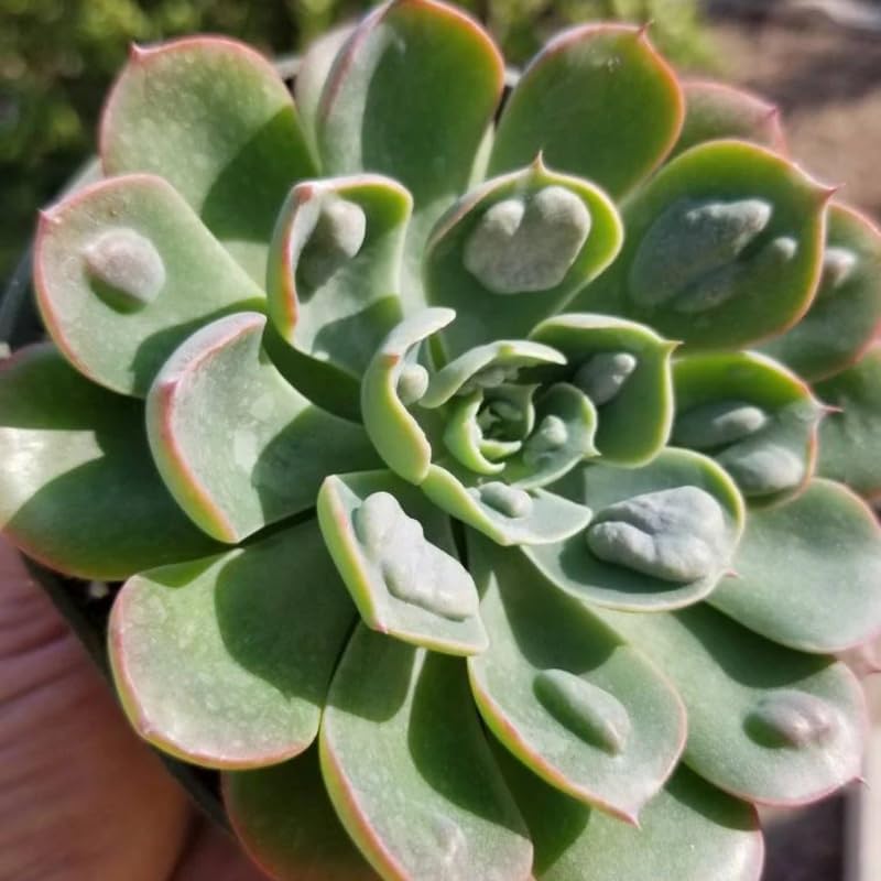 Miniatura 2 de Echeveria Suculents - Plantas vivas para plantar, suculentas de Echeveria vivas, plantas de Echeveria vivas, suculentas de Echeveria vivas, lluvia