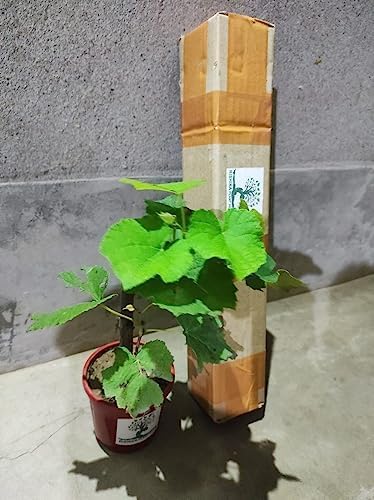 Image of Grape Plant Moon drops Green and Black Seedless Vine Grape Live Cutting Healthy Plant on Poly Bag Pack of 2