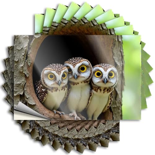 Klistermärken för bil, tre ugglor med stora ögon som tittar ut ur ett träd, ihåligt klistermärke 10 st roliga bilklistermärken och dekaler, stort klistermärke för bil (12 x 18 cm)