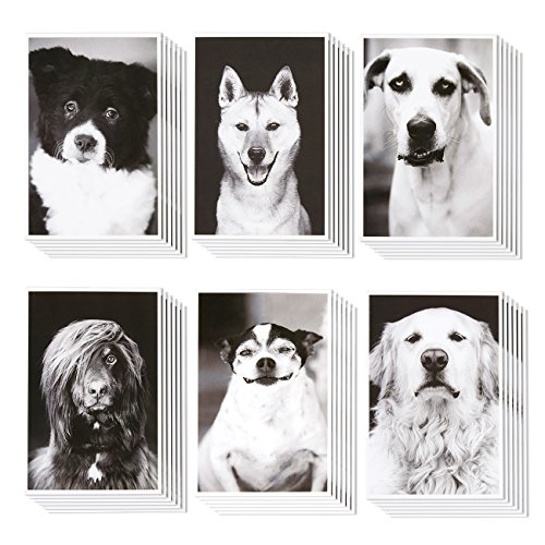 36 Pack Animal Postcards Bulk Set - Black & White Rescue Dog Portraits - 6 Assorted Compawssion Photograph Designs - 4 x 6 Inches
