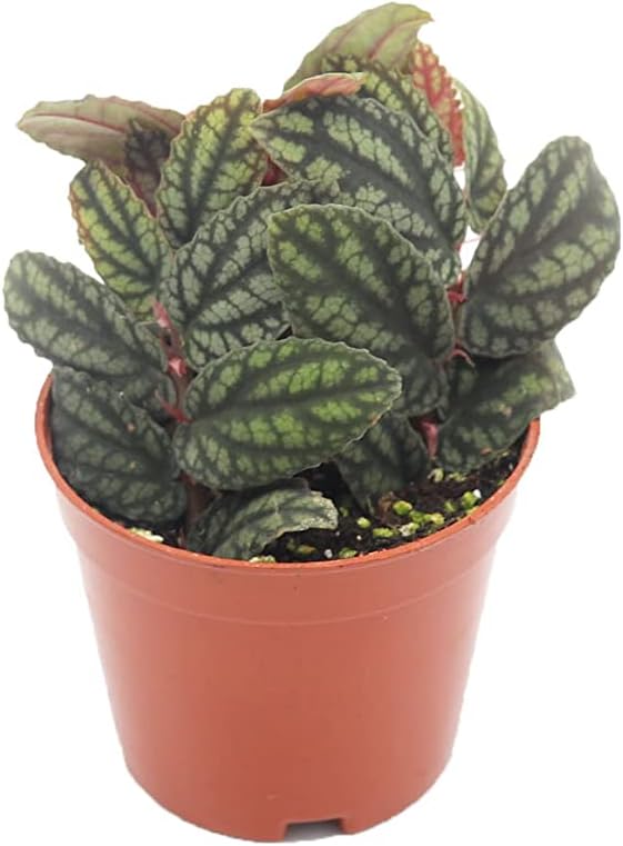 Pellionia pulchra Watermelon - 3'' from California Tropicals