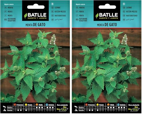 Semillas Batlle Menta de Gato-Nepeta catania (Paquete de 2)