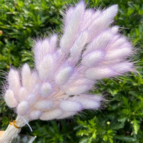 Pampas Grass Decor Tall 50Pcs Bouquet Flores Secas miniatura 1