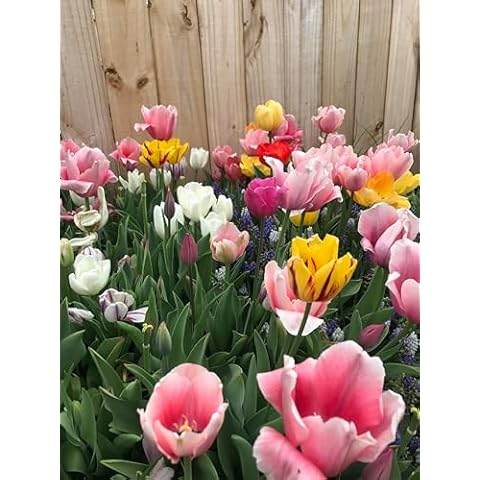 Perennial Tulip Mix, 20 Large Flowering Fall Bulbs for Planting, Multiple Colors Cover