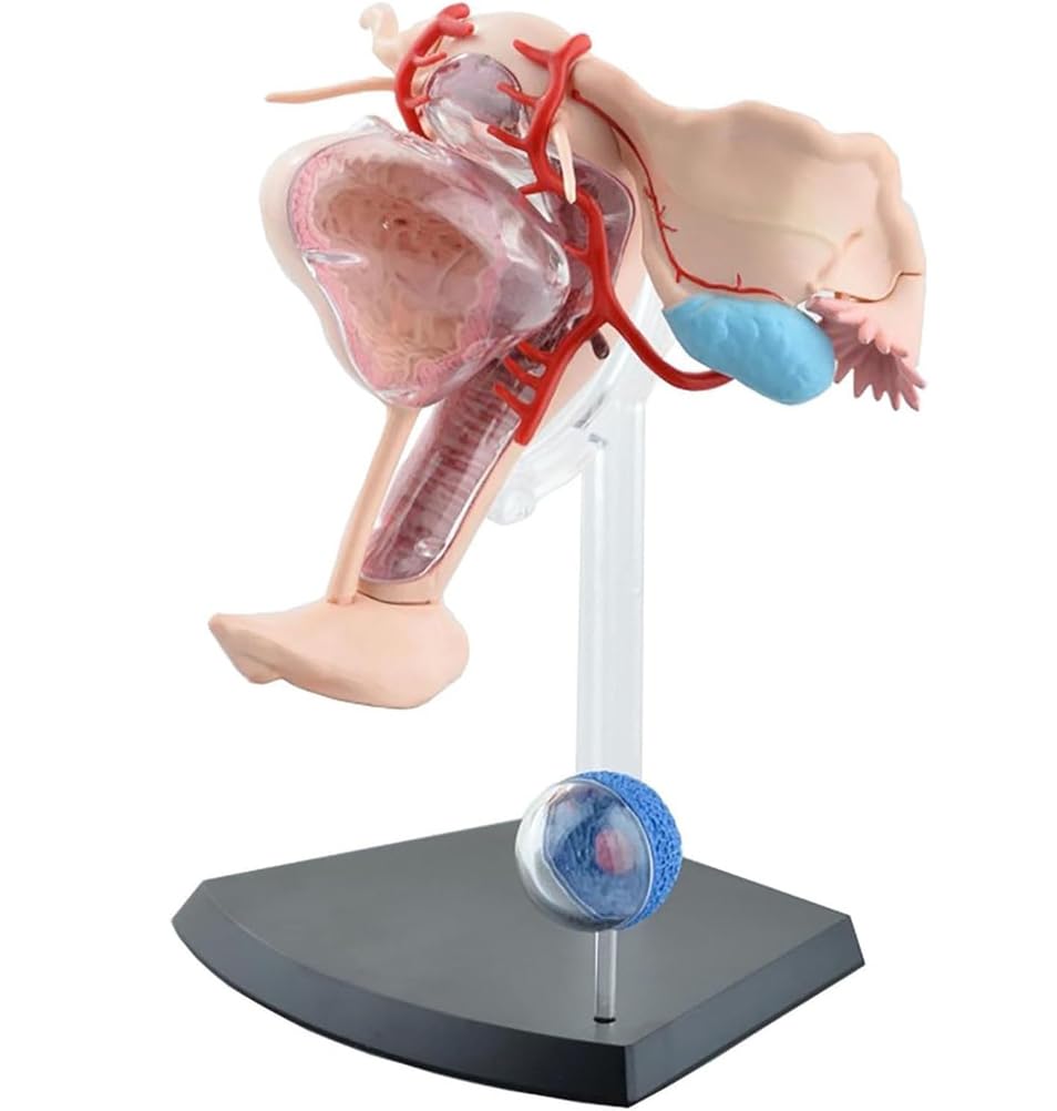 Genérico Modelo Anatómico del Sistema Reproductor Femenino 4D, 19 Partes Desmontables Útero, Ovario, Músculo para Estudio, Exhibición, Enseñanza Médica y de Fisiología