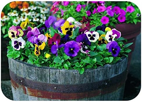 Pansy Power Mix Mini Plug Plants x 24 for Potting On.