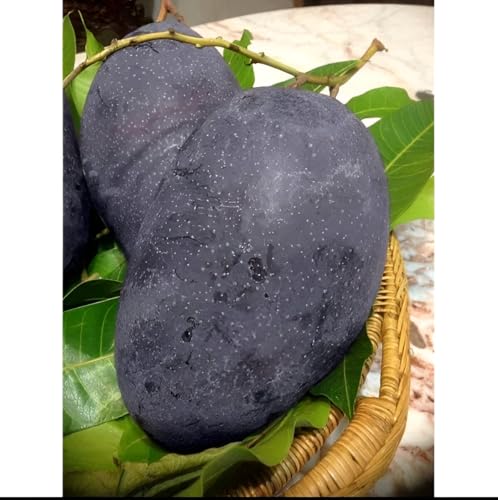 Image of Grafted Live Plant Hybrid ''Black Stone Mango'' Fruit Tree 1 Healthy Frash Most Expensive Variety Mango Live Plant Height 2ft.2.5Ft|| For Home Garden Outdoor & Indoor Plant.