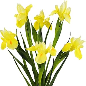 6 Long-Stem Real Touch Artificial Lemon Yellow Irises – Realistic Faux Flowers for Home Decor, Wedding Bouquets, Centerpieces & Floral Arrangements 6 Long Stem Real Touch Artificial Lemon Yellow Irises–Realistic Faux Flowers for Home Decor Wedding Bouquets Centerpieces Floral Arrangements