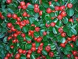 Pack de 3 Plantas Cotoneaster rastrero. 20-30 Cm. Muy utilizado como planta cubresuelos. Es ideal para taludes, rocallas, bordes. Segura Garden