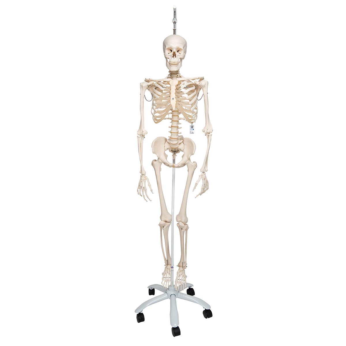 3B Scientific A15/3 Physiological Skeleton w/ hanging roller stand - 3B Smart Anatomy