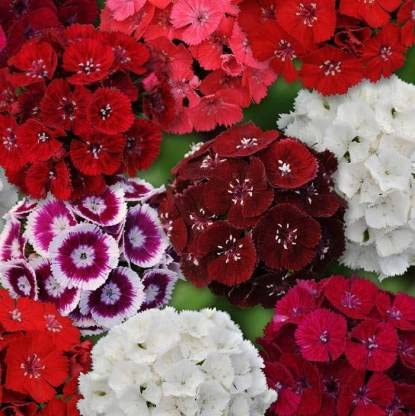 Green World DIANTHUS SWEET WILLIAM MIX FLOWER SEEDS FOR KITCHEN GARDENING (20 seeds)