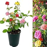 Carbeth Plants Tricolour Rose Bush - 5L Pot Mixed Colour Rose Plants Outdoor Garden Ready - Patio Standard Roses - Red, Pink and Yellow Bush