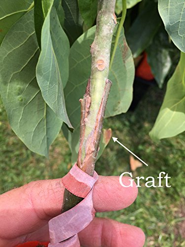 Bacon Avocado Tree, Grafted - Very Cold Hardy - Grafted Live Avocado Tree - Bountiful Garden Nursery #TOP3