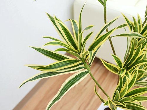Amazon.co.jp: 人工観葉植物 ドラセナ・ソングオブインディア スクエア 
