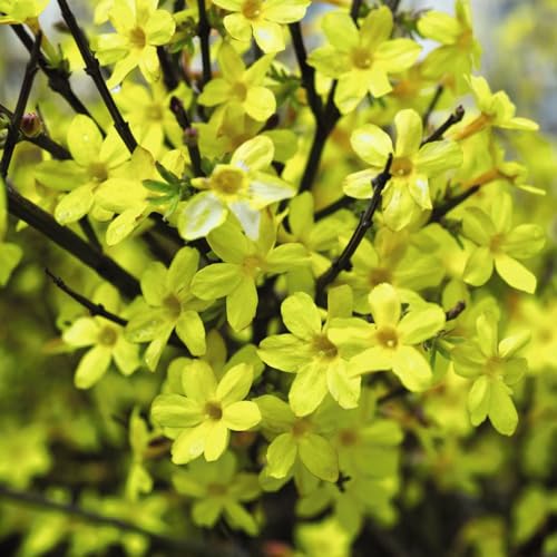 Jasminum Nudiflorum – Bright Yellow Winter Blooms, Hardy and Vigorous Climbing Jasmine, Perfect for Trellises, Arbors, and Walls, Adds Winter Color to Gardens, 3X 9cm Pots by Thompson & Morgan