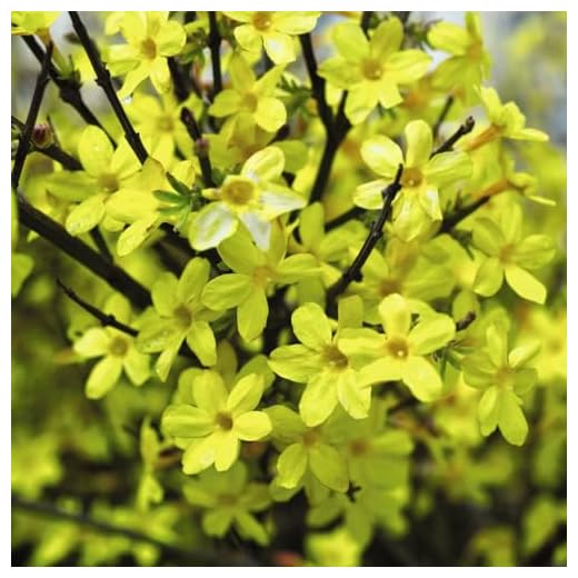 Jasminum Nudiflorum – Bright Yellow Winter Blooms, Hardy and Vigorous Climbing Jasmine, Perfect for Trellises, Arbors, and Walls, Adds Winter Color to Gardens, 3X 9cm Pots by Thompson & Morgan