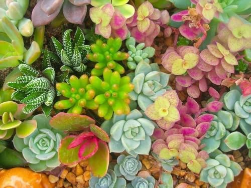 Sedum, Dachbegrünung Mischung (Sedum Mixed) Sedum, Dachbegrünung Mischung (Sedum Mixed)