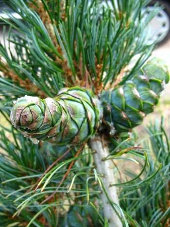 japanische Mädchenkiefer Pinus parviflora Glauca 40-50 cm hoch mit Ballen