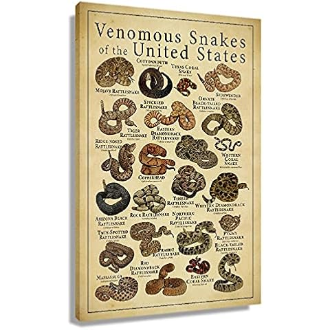 Busmko Snakes Identification Education Poster Knowledge Modern Giclee Canvas Art Picture Vintage Photos Canvas Paintings Poster Wall Decor for Home Decor Artwork Unframed 16x24 inch(40x60cm) Cover
