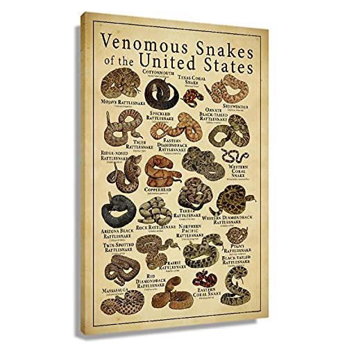 Snakes Identification Poster Knowledge Modern Giclee Canvas Art Picture Vintage Photos Canvas Paintings Poster Wall Decor For Home Decor Artwork Framed 12X18 Inch(30X45Cm) #TOP5
