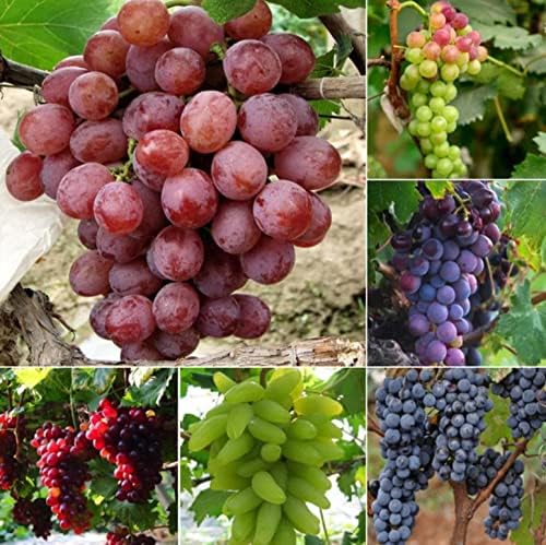 100+ Grape Seeds for Planting Mixed Colors
