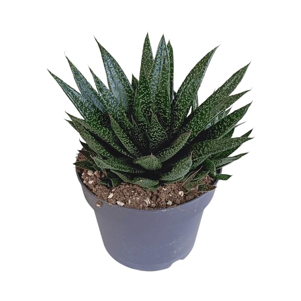 Gasteria d Due Sukkulente Zimmerpflanze ca. 17 cm
