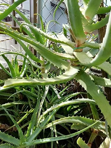 Amazon キダチアロエ アロエ 育て方説明書付き 3苗 根付き 鉢