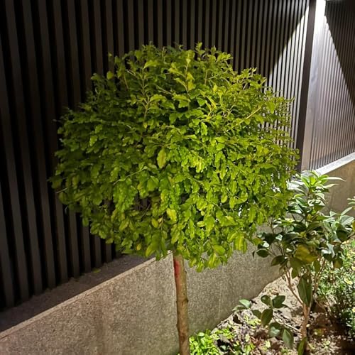 semi di ligustro per seto - arbusti a foglia perenne resistenti seto ligustro resistenti, perenni 50pcs