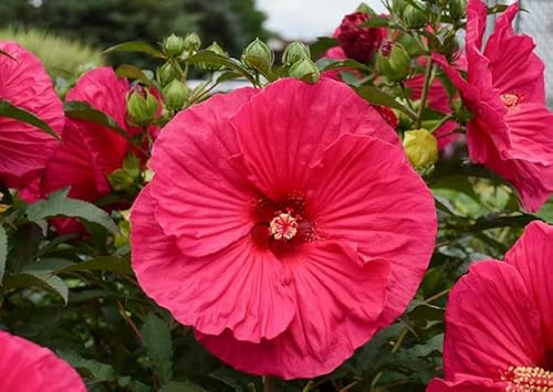 Hibiscus Plant Live, Red Bush Hibiscus Hardy Shrub 2.5 Inc Pot, Perennial Outdoor Indoor Well Grow In Pot #TOP1