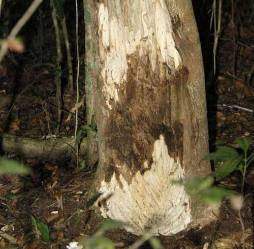 Aceite Esencial de Agarwood Orgánico Puro 1 mL miniatura 2