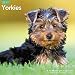 Yorkies Wall Calendar (2017)