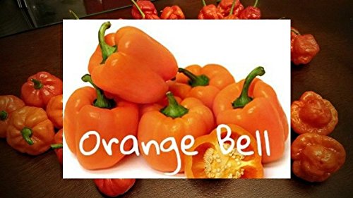 (25+) Semi Peperone Arancione