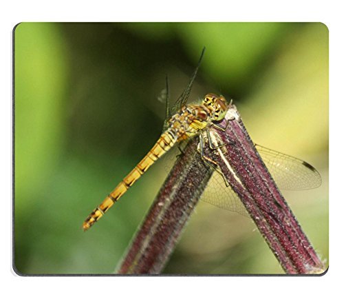 ToLuL Jun XT Mousepad xIMG 0028 Imagen de Material de Goma Natural 24109009630