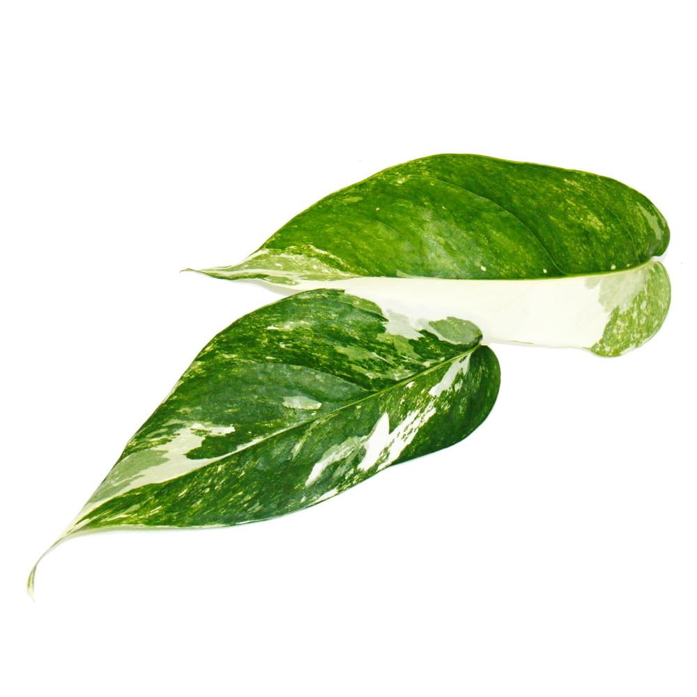 glücksfeder groß kaufen Glücksfeder - Zamioculcas Ø:24 H:90 cm - Pflanzen sicher zu dir nach Hause main image 0