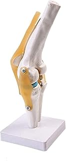 Study Model Educational Model Anatomy Human Knee Joint Function Model Skeletal Skeleton Model Teaching Medical Student Educational Model Human Body Joint Model,Medical Models SaiFei