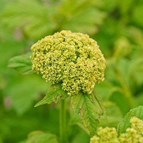 Viburnum Opulus 'Roseum' Snowball Tree 1 x 3.6L Potted Plant – Hardy Garden Shrub Producing Stunning Giant White Blooms, Ideal for Borders and Landscapes, by Thompson & Morgan