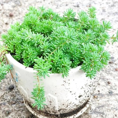 semillas de sedum resistentes - exterior de perennes variedades antiguas 70pcs