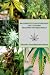 Produktbild CANNABIS : KRANKHEITEN UND SCHÄDLINGE VON CANNABIS ERKENNEN UND BEHANDELN: Schneller Identifikationsschlüssel
